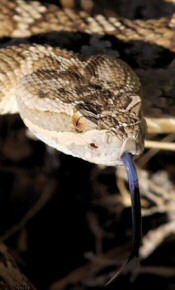 mohave rattlesnake