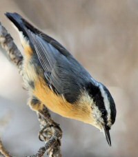 red-breasted nuthatch