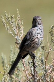 sage thrasher