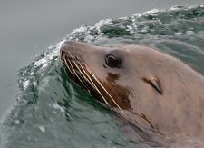 california sea lion