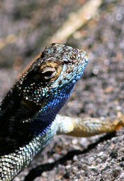 fence lizard