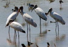 wood stork