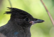 steller's jay