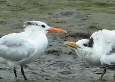 elegant & royal terns