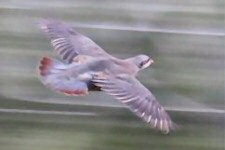 chukar