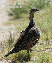 sage grouse