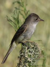 willow flycatcher