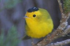 wilson's warbler