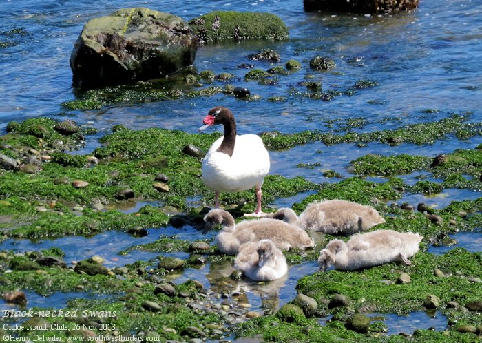 black-necked swans