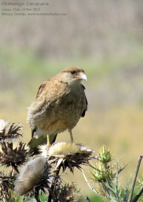 chimango caracara