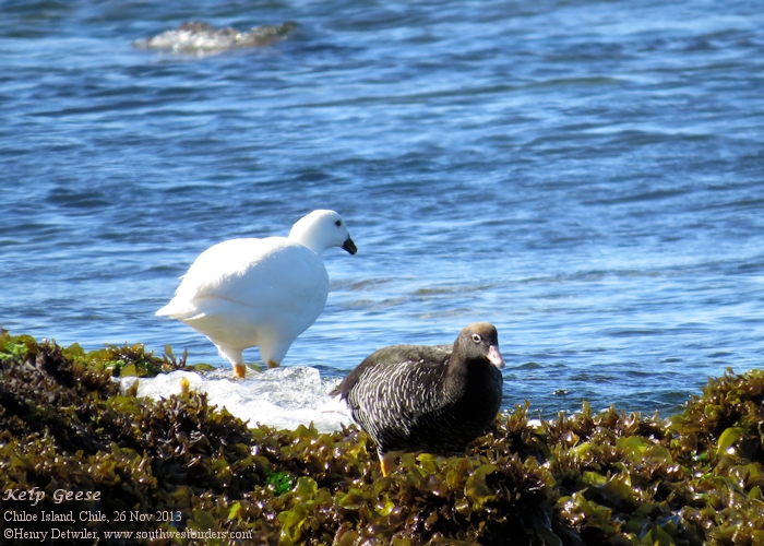 kelp geese