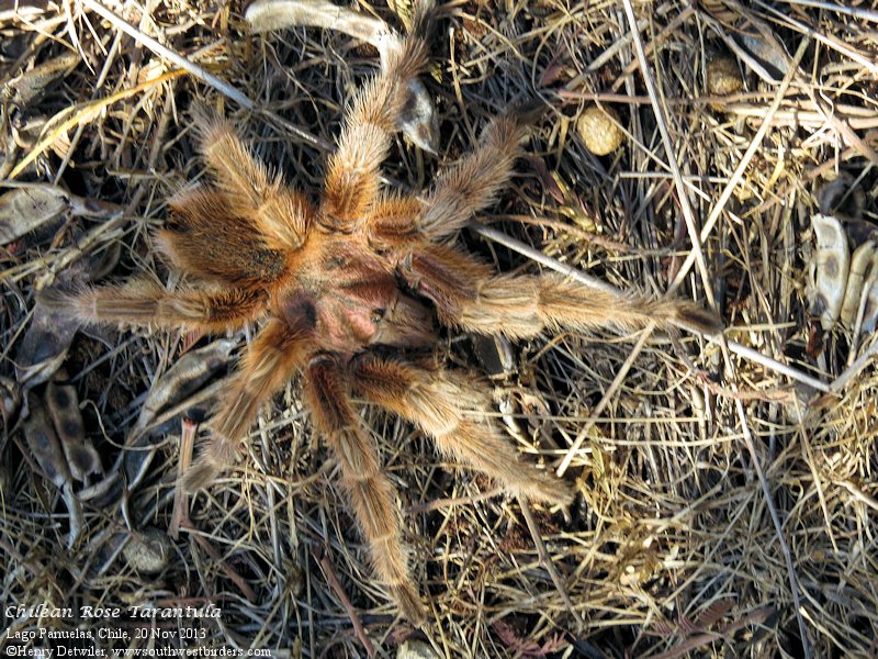 chilean rose tarantula