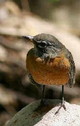 American Robin