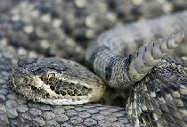 Mohave rattlesnake