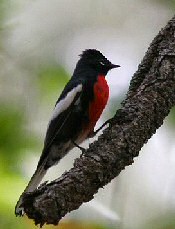 Painted Redstart