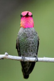 Anna's Hummingbird