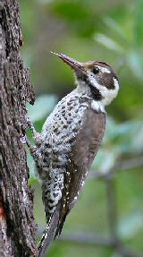 Arizona Woodpecker