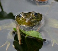 chiricahua leopard frog