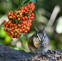 Cliff Chipmunk