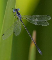 Plateau Spreadwing