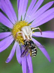 Crab Spider