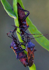 Giant Mesquite Bug