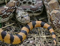 gopher snake