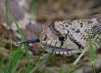 Gopher Snake head