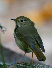 Hermit Thrush