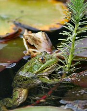 Leopard Frog