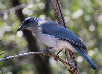 Mexican Jay