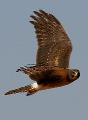 Northern Harrier