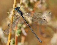 Spreadwing