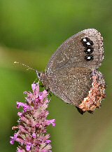 red-bordered satyr