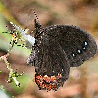 red-bordered satyr