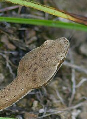 ridge-nosed rattlesnake