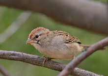 Rufous-winged Sparrow