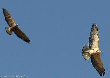 Swainson's Hawk