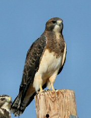 Swainson's Hawk