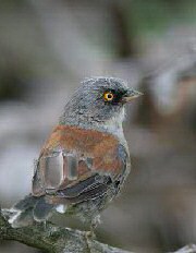 Yellow-eyed Junco