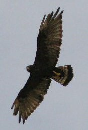 Zone-tailed Hawk