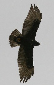 Zone-tailed Hawk