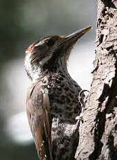 acorn woodpecker