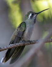 blue-throated hummingbird