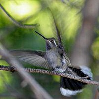 blue-throated hummingbird