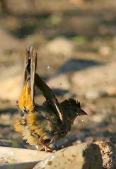 canyon towhee