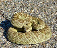 Mohave rattlesnake