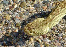 Mohave Rattlesnake