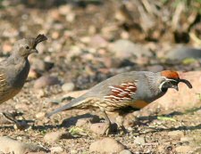 gambel's quail