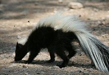 hooded skunk